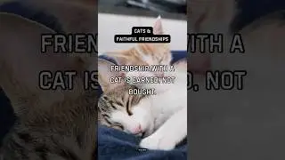 Friendship with a cat is earned, not bought.