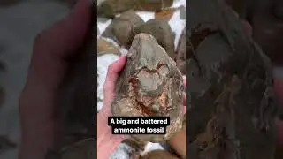 Battered Ammonite Fossil Split Open