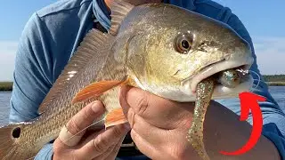 Summertime Hungry REDFISH - How to Hook Up in Skinny Water