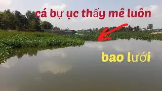 @ giăng lưới dính bày cá xiêu to trên sông quá mê 