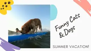 Funny Cats and Dogs, Summer Vacation!