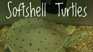 Species Spotlight - Softshell Turtles