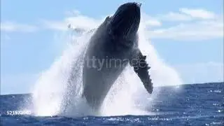 🐋🐋 Whale  - HD stock video 🐬🐬