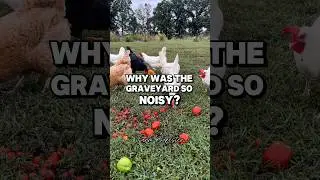 Graveyard humor: to die for! #HalloweenHumor #cemetery #coffin #SpookySeason #chickens #chicken