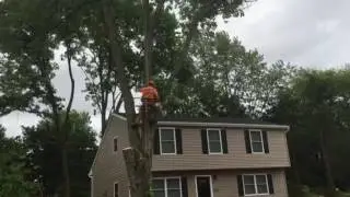 Devon taking a lead off of this swamp maple