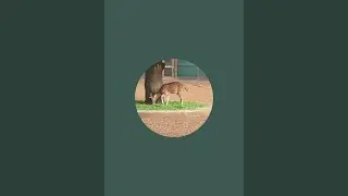 Network aynul Highlight live, update