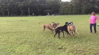 Why greyhounds wear muzzles (slow motion)