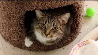 WSVN Channel 7: How Broward County&rsquo;s Working Cat Initiative Is Saving Lives&mdash;And How You Can Help