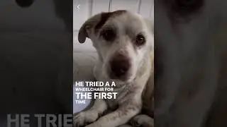 Jetson - Unconditional Pawtner Program
