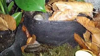 Caracolus excellens terrarium