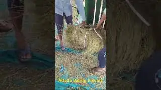 Efficient Fodder Processing: Alfalfa / Berseem / Lucerne Bale Making #alfalfa #india #trending
