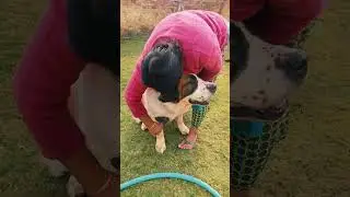 Ежедневный уход 🪮 и чистка ✨ в питомнике Oma Pet Boarding Noida 🏡 | Счастливые и здоровые собаки 😊💪