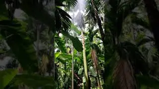 Agriculture is a future. WhatsApp status video.  Bordeaux Mixture preparation.
