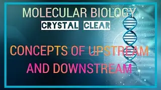 CONCEPTS OF UPSTREAM AND DOWNSTREAM OF DNA AND RNA