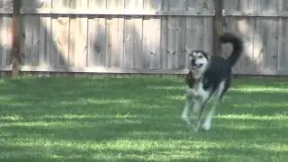 Tampa Dog Training: Courteous Canine, Inc. Presents Lure Coursing!
