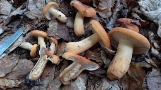 Lactarius volemus. Ανάλυση των μακροσκοπικών χαρακτηριστικών του είδους. 7 Αυγούστου 2022