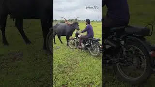 पंढरपूरी 🐎💪🏻💯🔥 || buffalo race ||#tending #animals #sharyat #youtubeshortvideos
