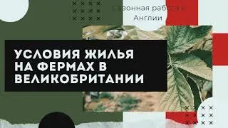 Как живут украинцы в Англии на ферме Hugh Lowe farm #работаванглии#работа #сбор #concordia