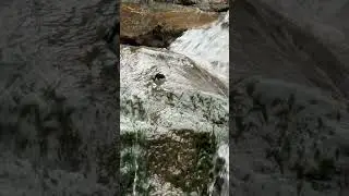 Birdwatching Tour by a Waterfall| #waterfall #birds #tour #travelwithathiff
