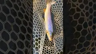 Big Wild Brown Trout from a Small Limestone Spring Creek