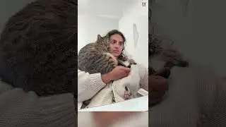 Испытание &laquo;Попробуй не засмеяться&raquo; 😜😼 Подборка смешных и милых видео с котиками 89 #КОРОТКОМЕТРАЖНЫЕ