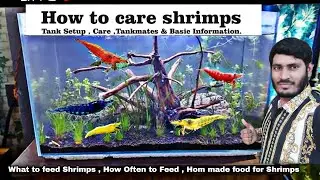 How to care Shrimp , what to feed Shrimps , Best food for Shrimps