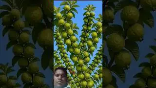 #farming #fruit #garden #gardening #agriculture #unique #viralguava #guavashorts #comedy