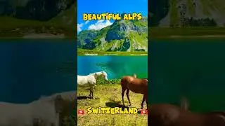epic swiz #shorts #shortsfeed #short #travel #luxury #switzerland #alps #nature #wild #mountains