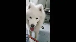 Samoyed