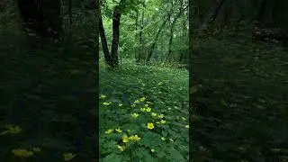 Golden Forest Meadow in Bloom 🌼 Nature Aesthetic