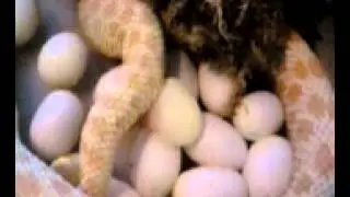 Albino Western Hognose Laying Eggs - from Justin Mitcham of Extremehogs.com