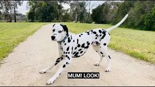 My Dog Just Discovered a New Species of Bird