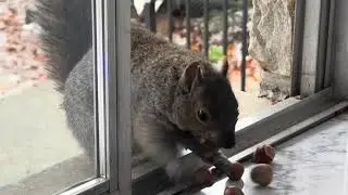 Squirrel comes in house, refuses nut