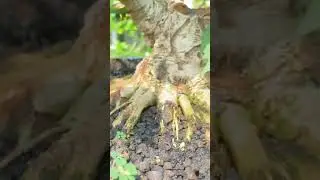 Hasil program akar bonsai waru #bonsaiindonesia #bonsai #themax30cm #bonsaiwaru