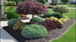 Manicured bushes and shrub design