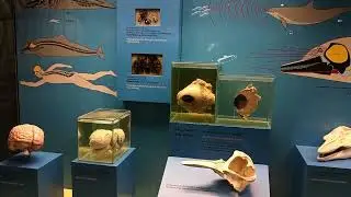 Зенкенбергский музей, Франкфурт на Майне # &nbsp;Naturmuseum Senckenberg, Frankfurt am Main