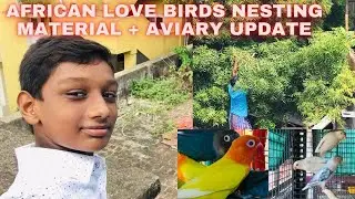 AFRICAN LOVE BIRDS NESTING MATERIAL & AVIARY UPDATE | WILL COLONY BREEDING GIVE  GOOD RESULT ??????