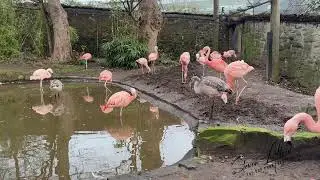 A winter visit to RZSS Edinburgh Zoo