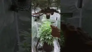 Sativa doing Sativa Things - Humboldt Sour Diesel Stretch