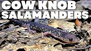 COW KNOB SALAMANDERS! | Herping the VA/WV Border
