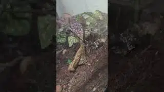 terrarium fail update! anyone know how to stop plants from rotting? help 🆘️