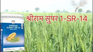 Shriram Super 1-SR-14 , shriram super 1-sr 14 details ,gehu ki kheti kaise kare