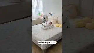 ep663.Grandpa bought this flying eagle toy, it's so convenient and saves mom time#baby #birds#shorts
