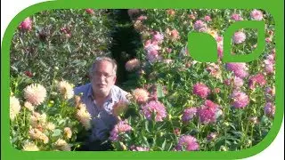 De Heckendahlien von Lubera und Peter Haslhofer