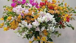 Multigrafted Bougainvillea flowers plant 