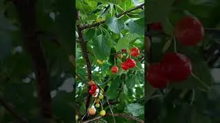 Cherry picking in the neighborhood #cherry #cherrypicking #cherrytree #summer