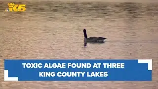 Toxic algae found at three lakes in King County