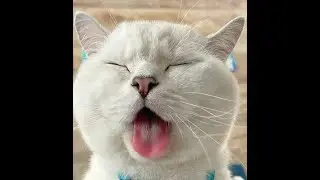 1 HOUR FUNNY CATS COMPILATION 2021😂| Funny and Cute Cat Videos!😸