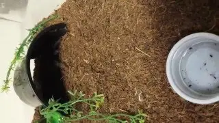 Lasiodora Difficilis (Fire Red Birdeater Tarantula) Feeding Video