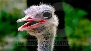 ANIMALS DOCUMENTLY